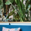 Plantes jungle