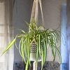 Plantes suspendues