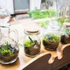 Plantes pour terrarium