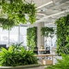 Plantes de bureau