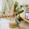 Plantes de salon