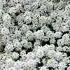 Vivaces blanches