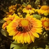 Vivaces orange