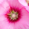 Vivaces roses