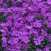 Vivaces violettes