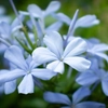 Vivaces bleues