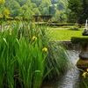 Plantes aquatiques