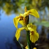 Iris d'eau