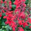 Lobelias