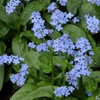 Myosotis