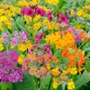 Primulas