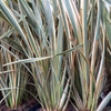 Phormiums