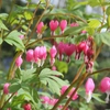 Vivaces à floraison printanière