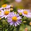 Vivaces à floraison automnale