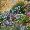Vivaces de rocaille