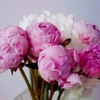 Vivaces pour bouquet
