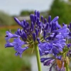 Agapanthes