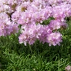 Armerias