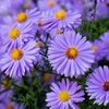 Asters