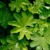 Alchémilles