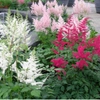 Astilbes