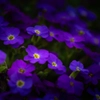 Aubriètes