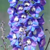 Delphiniums