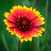 Gaillardes