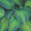 Hostas