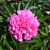 Pivoines