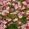 Saxifrages