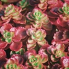 Sedums
