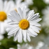 Marguerites