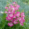 Penstemons