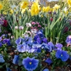 Plantes de printemps