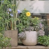Plantes d'été