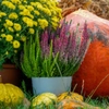 Plantes d'automne