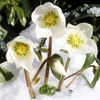 Plantes d'hiver