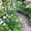 Plantes blanches