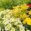 Plantes jaunes