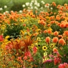 Plantes orange