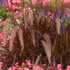 Plantes roses