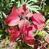 Plantes rouges