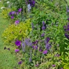 Plantes violettes