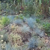 Plantes bleues