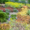 Plantes couvre-sols
