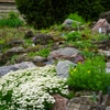 Plantes de rocaille