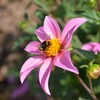 Plantes mellifères
