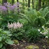 Plantes d'ombre