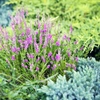 Plantes résistantes au froid